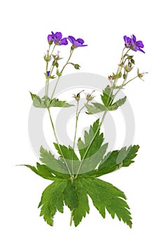 Geranium sylvaticum