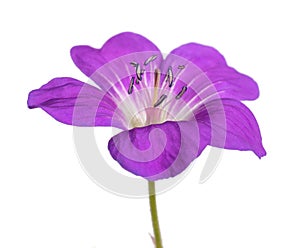 Geranium sylvaticum