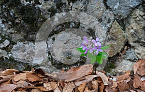 Geranium sylvaticum