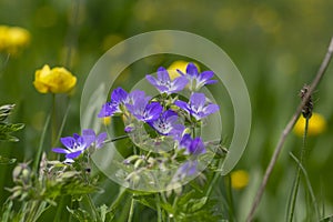 Geranium sylvaticum blue white flowering european plant, group of wood cranesbill petal wild flowers in bloom on alpine meadow