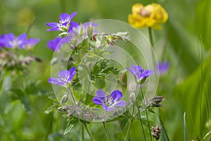 Geranium sylvaticum blue white flowering european plant, group of wood cranesbill petal wild flowers in bloom on alpine meadow