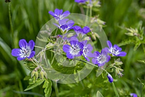 Geranium sylvaticum blue white flowering european plant, group of wood cranesbill petal wild flowers in bloom on alpine meadow