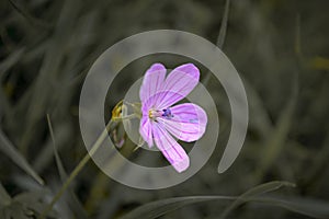 Geranium sylvaticum with dew drop photo