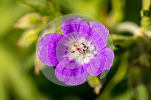 Geranium sylvaticum flower in forest