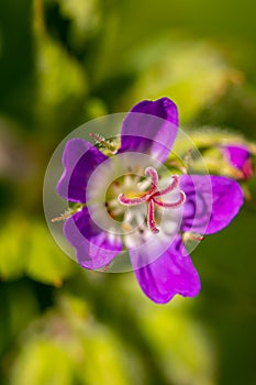 Geranium sylvaticum flower in forest