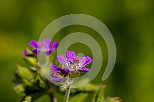 Geranium sylvaticum flower in forest, close up shoot