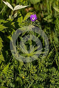 Geranium sylvaticum flower in forest, close up shoot