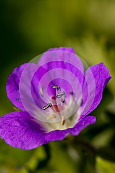 Geranium sylvaticum flower in forest, close up shoot