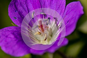 Geranium sylvaticum flower growing in forest, close up