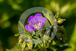 Geranium sylvaticum flower growing in forest, close up