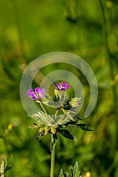 Geranium sylvaticum flower growing in forest, close up shoot