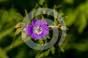 Geranium sylvaticum flower growing in forest, close up shoot