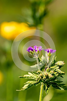 Geranium sylvaticum flower growing in forest, macro