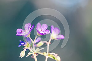 Geranium sylvaticum macro shot outdoors with soft natural light and blue blurry bokeh. photo