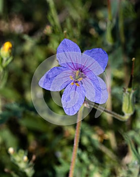 Geranium sylvaticum Mayflower flower photo