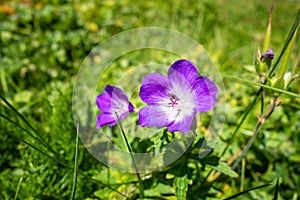 Geranium sylvaticum wild flowers in Vanoise national Park, France