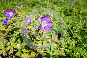 Geranium sylvaticum wild flowers in Vanoise national Park, France