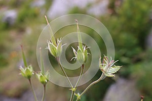 Geranium sylvaticum - wild plant