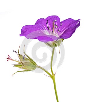 Geranium sylvaticum photo