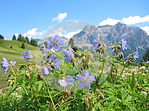 Geranium sylvaticum or wood cranesbill or woodland geranium. The Fanes Dolomites in the background