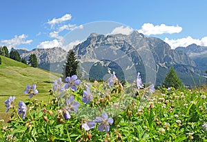 Geranium sylvaticum or wood cranesbill or woodland geranium. The Fanes Dolomites in the background