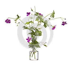 Geranium sylvaticum wood cranesbill or woodland geranium in a glass vessel on a white background
