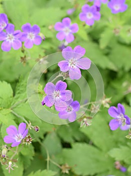 Geranium sylvaticum Woodland geranium