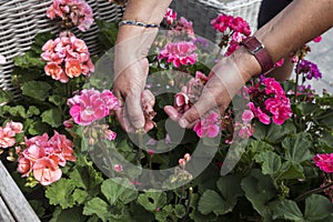 Geranium trailing,woman dead heading picking off dead flowers with her hands