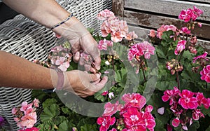 geranium trailing,woman dead heading picking off dead flowers with her hands