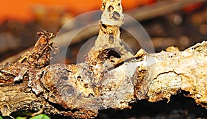 Geranium, trunk and dry leaf in a pot