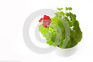 Geranium in a white pot on a white isolated background. Houseplant