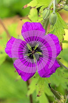 Geranium x Oxonianum `Wageningen`