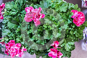 Geranium zonal americana violet.