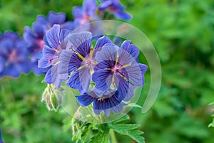 Geranium Ã— magnificum, blue davit, purple blue flowers with darker veins before sunset
