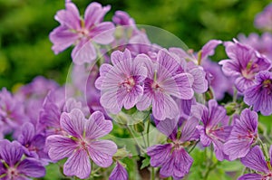 Geranium Ã— magnificum, purple davit, purple blue flowers with darker veins before sunset