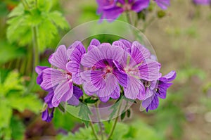 Geranium Ã— magnificum, purple davit, purple blue flowers with darker veins before sunset