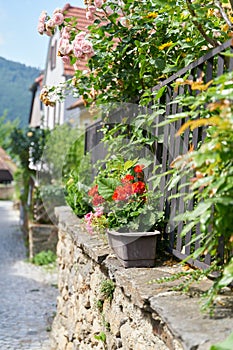 Geraniums as decoration on a wall in Duernstein in Austria