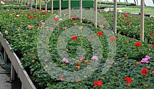 Geraniums blooming in the greenhouse nursery photo