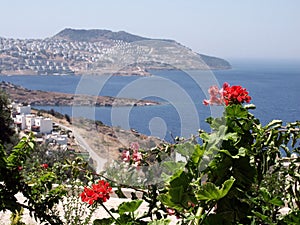 Geraniums, Bodrum - Turkey