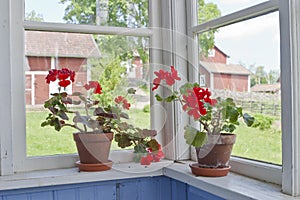 Geraniums flowers photo