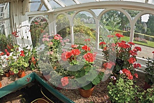 Geraniums in greenhouse