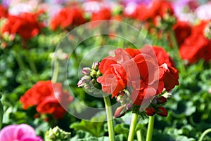 Geraniums in greenhouse photo