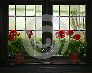 Geraniums and jug