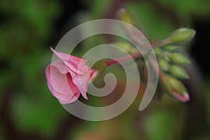 Flowers of Polish gardens. Pelargonium Geranium bud.