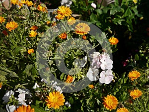 Geraniums and marigold flowers