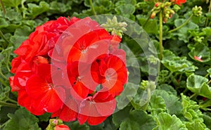 Geraniums Pelargonium x hortorum, bright red, popular bedding plant