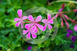 Geraniums in a pink twining not hardy summer flower