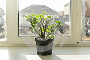 Geraniums in pot on the windowsill.