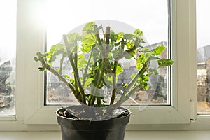 Geraniums in pot on the windowsill.