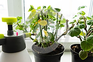 Geraniums in pots on the windowsill.